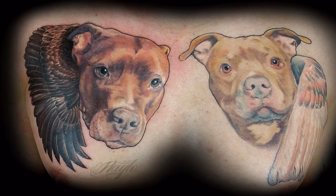Pitbull portraits with wings