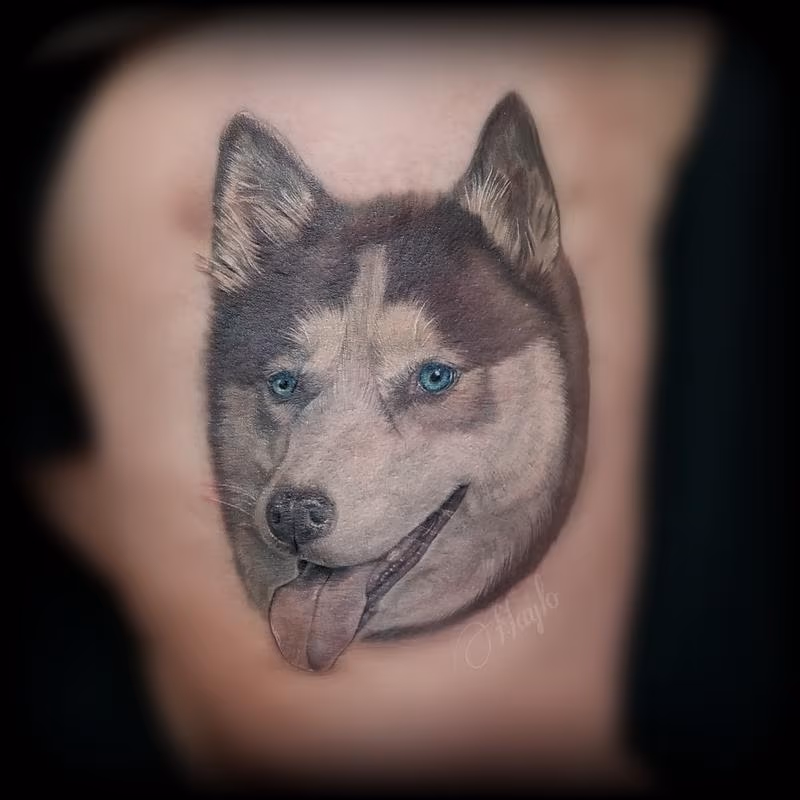 Siberian Husky dog portrait
