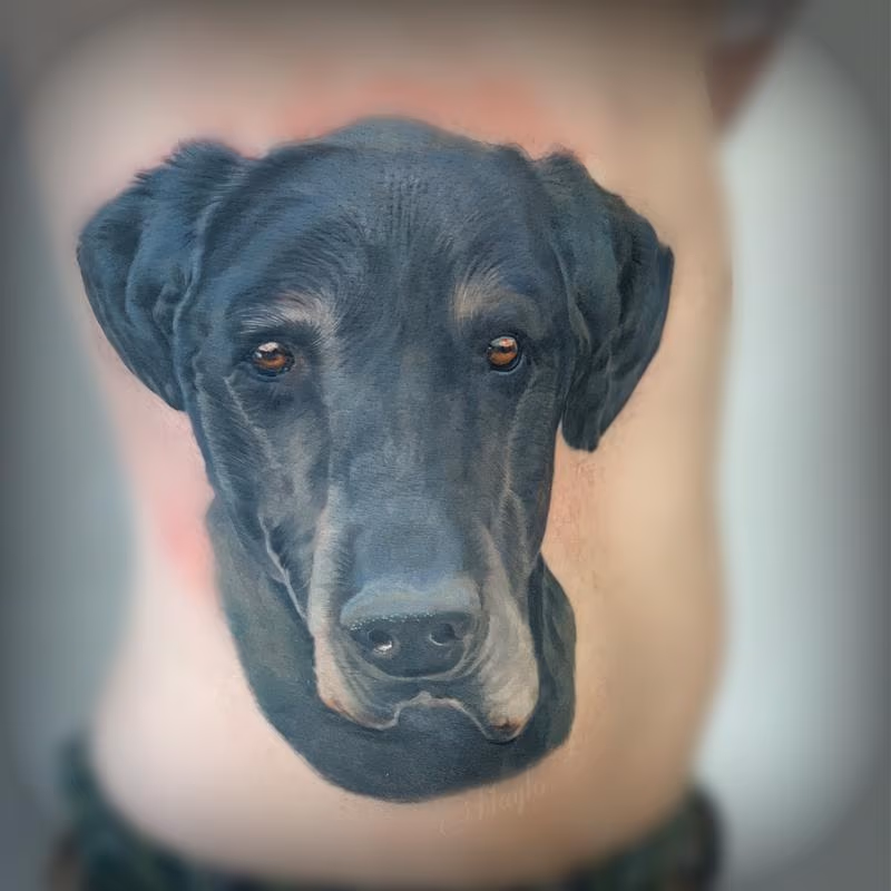 Labrador mix dog portrait