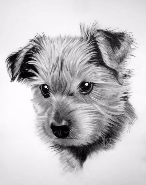 Yorkshire Terrier puppy pencil drawing by Haylo