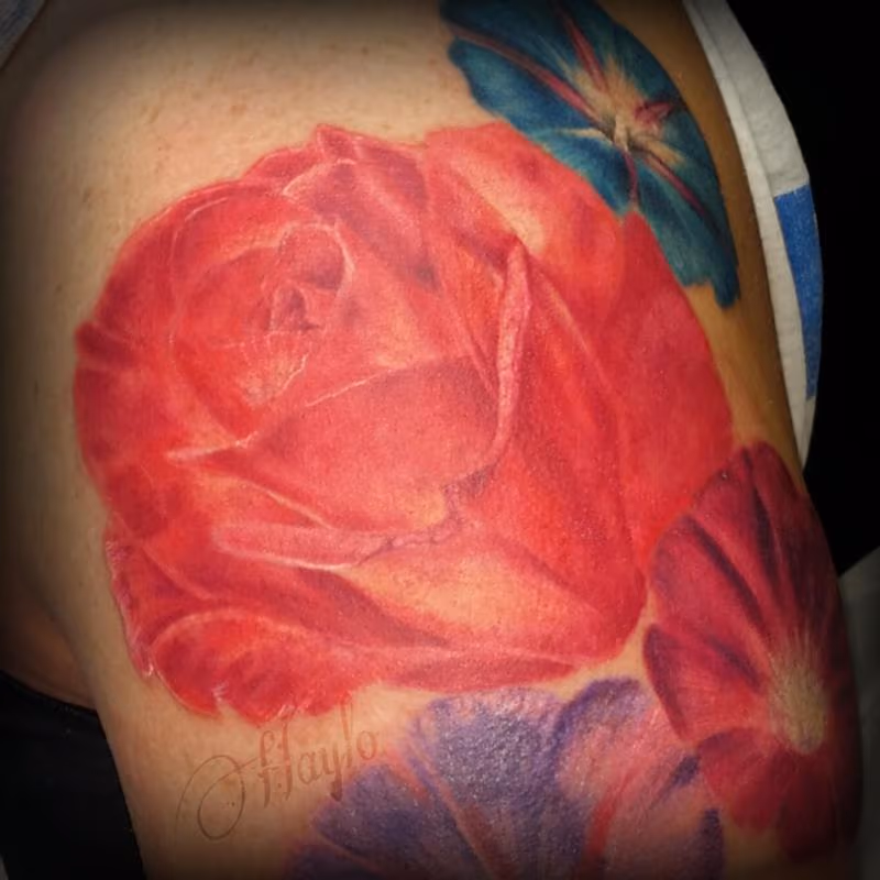 Realistic pink and cream colored rose