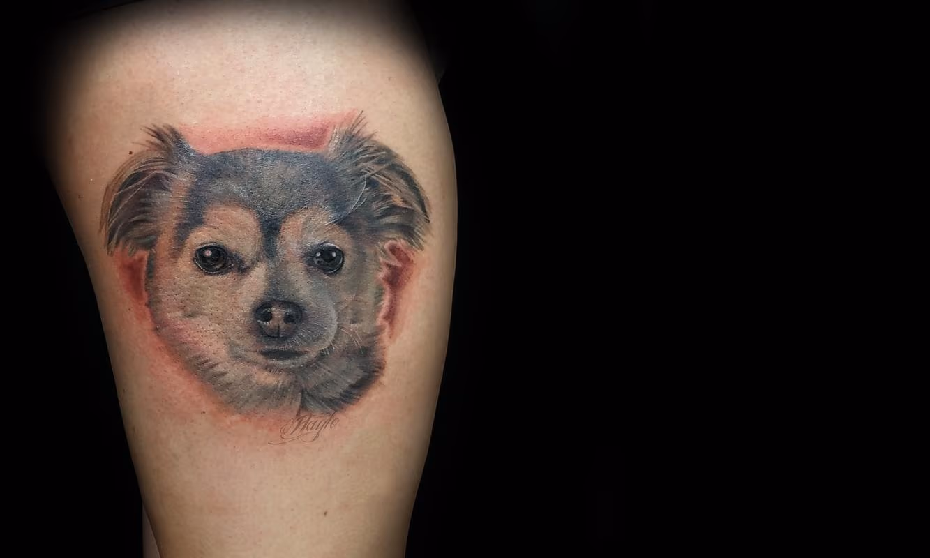 Long coated Chihuahua portrait