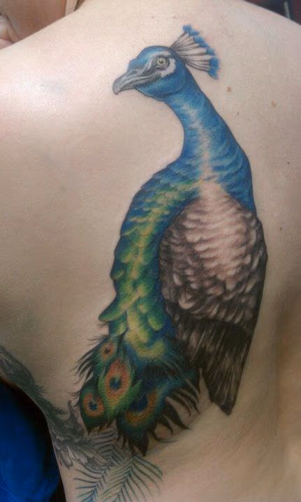 Peacock Tattoo