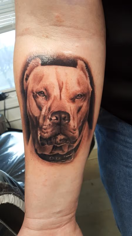 Pit bull dog portrait