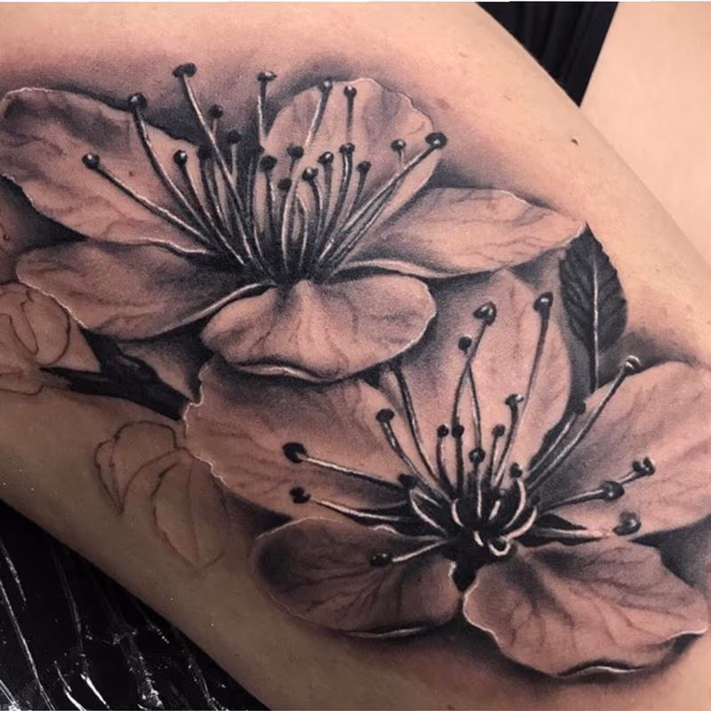 Cherry blossoms in progress