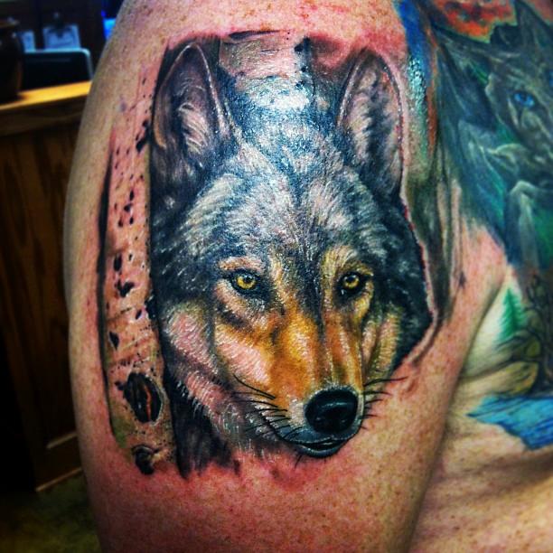 Wolf Portrait