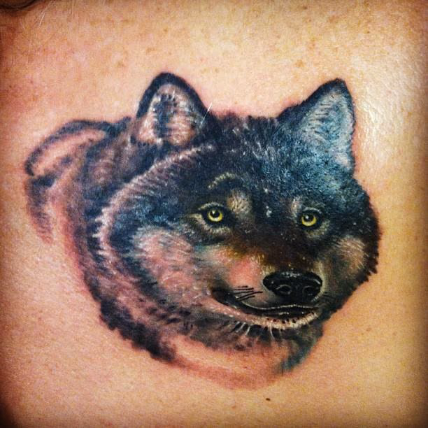 Grey wolf color portrait