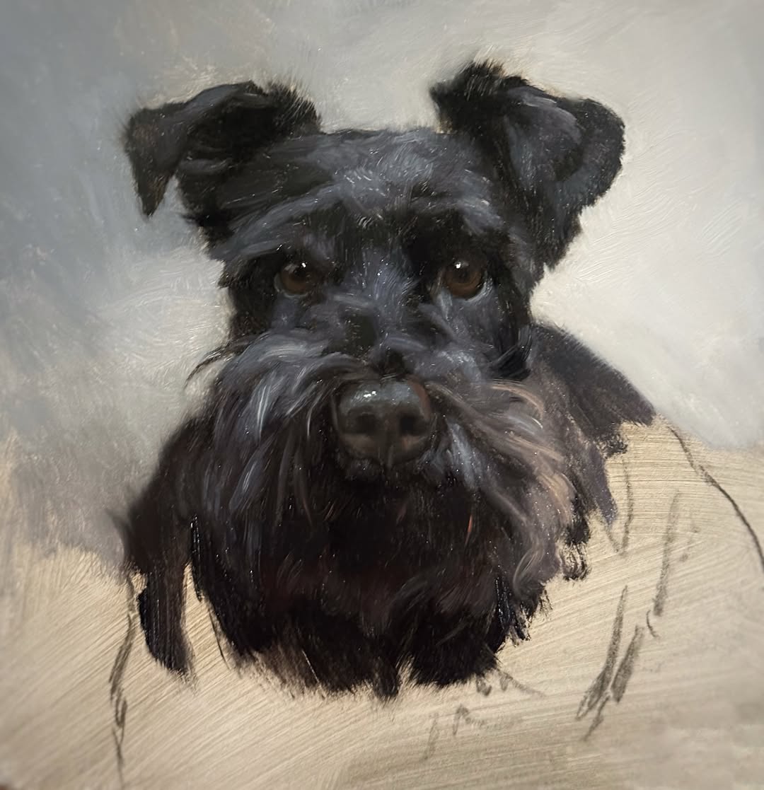 Black schnauzer portrait oil painting
