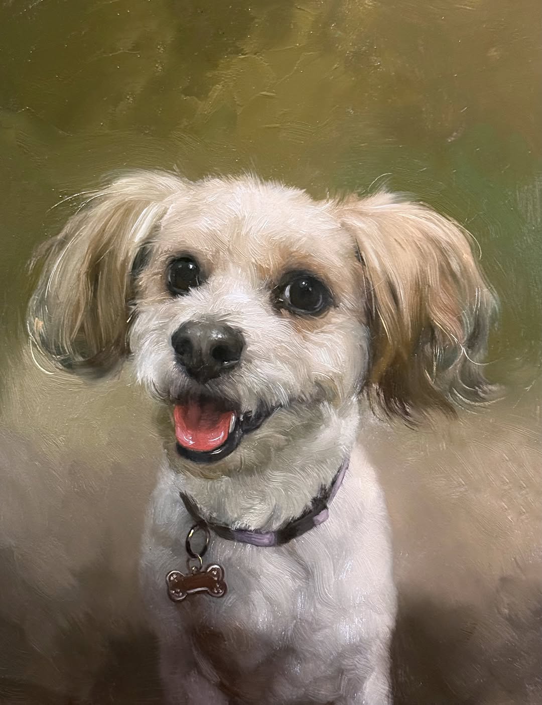 White and tan dog portrait with collar