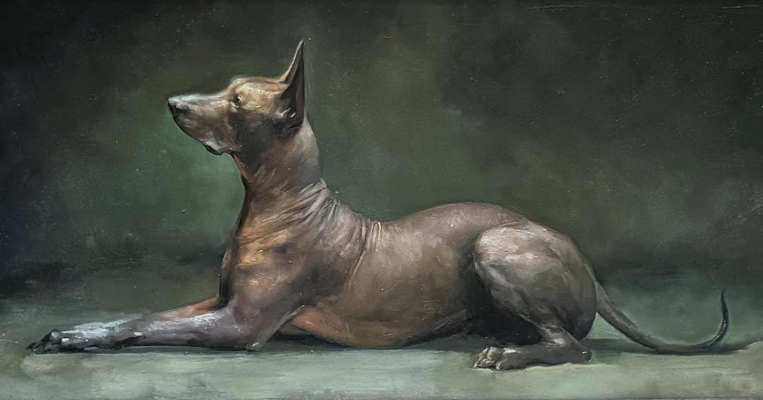 Mexican hairless dog portrait, regal pose