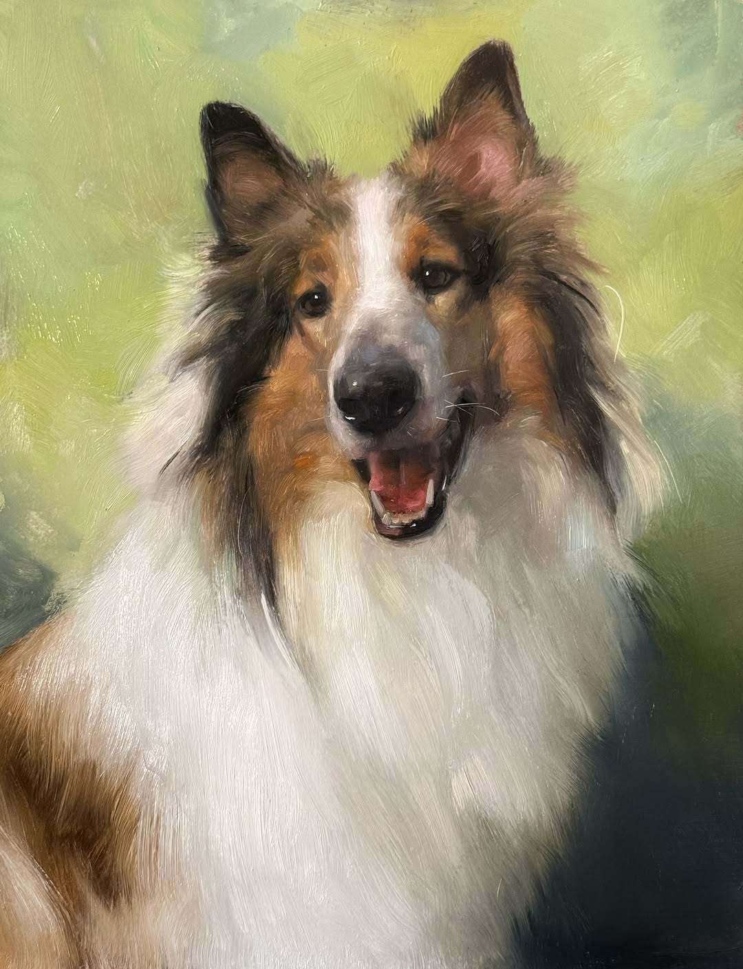Rough Collie portrait oil painting