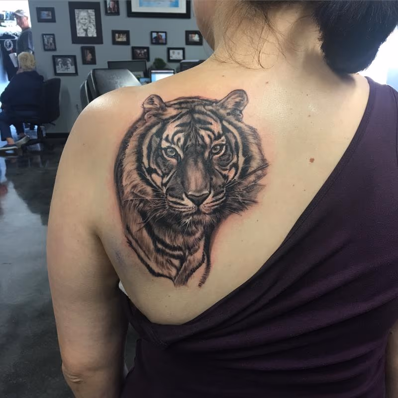 Black and grey tiger