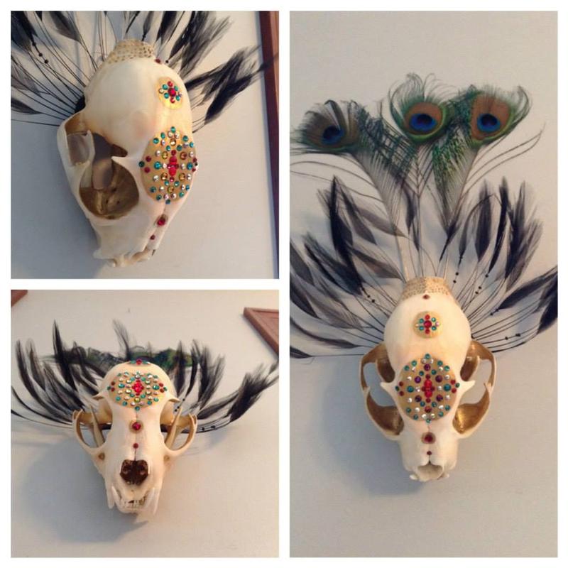 Lynx Skull