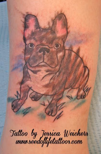 French Bulldog