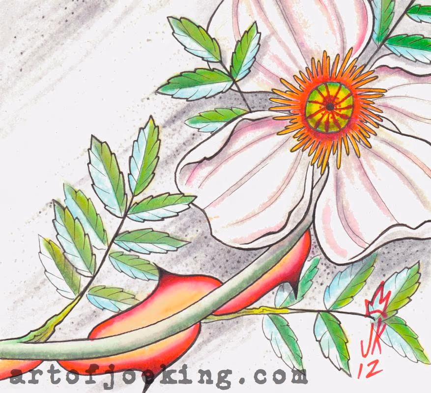 wingthorn rose illustration