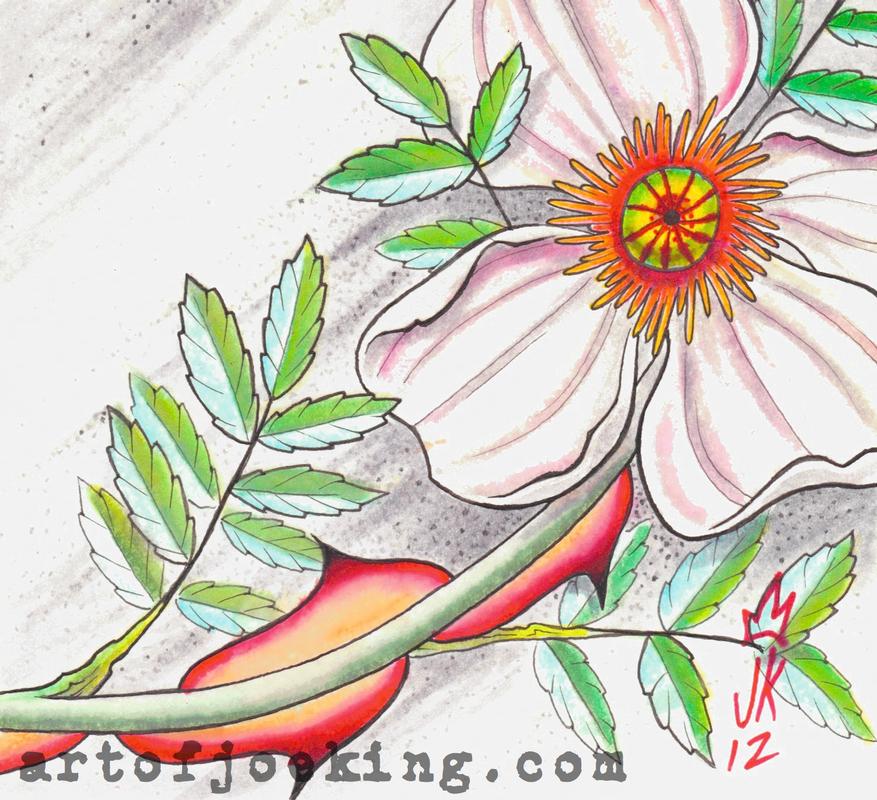 wingthorn rose illustration