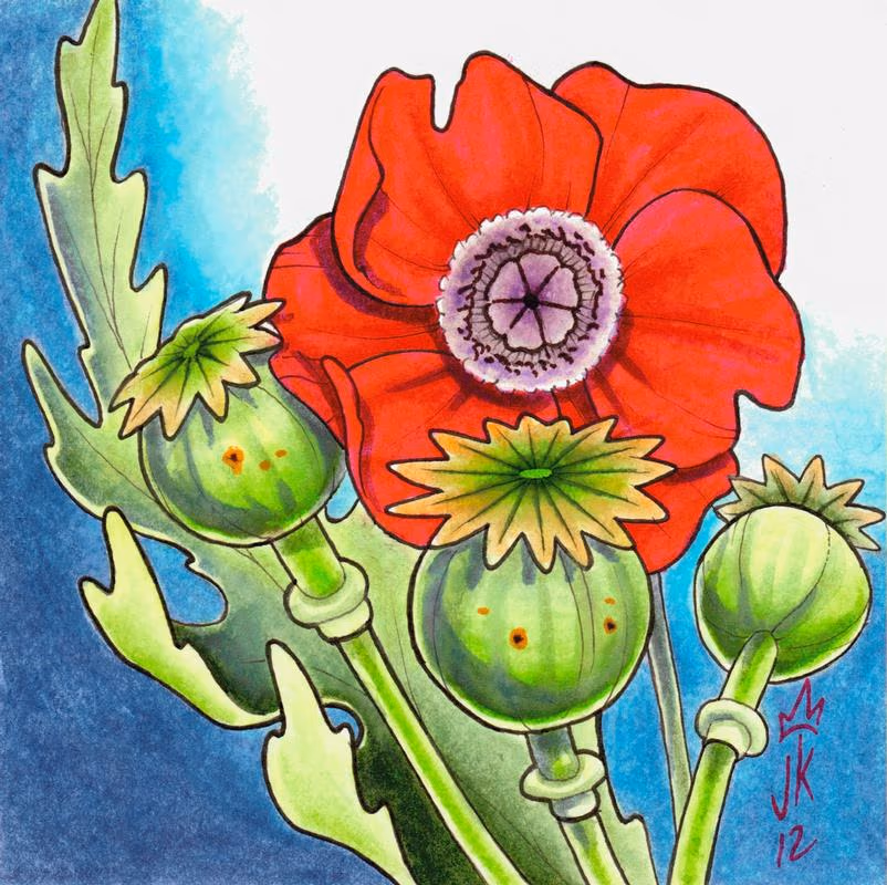 poppy illustration