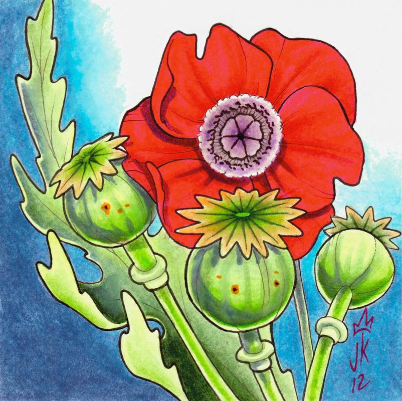 poppy illustration
