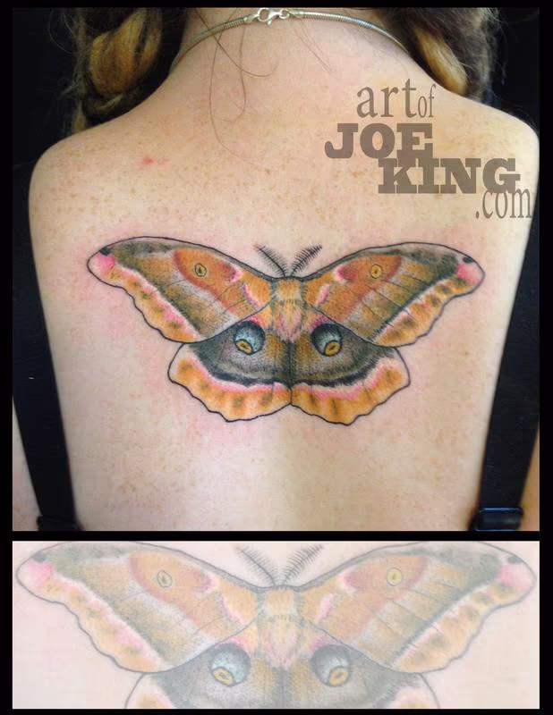 Polyphemus Moth