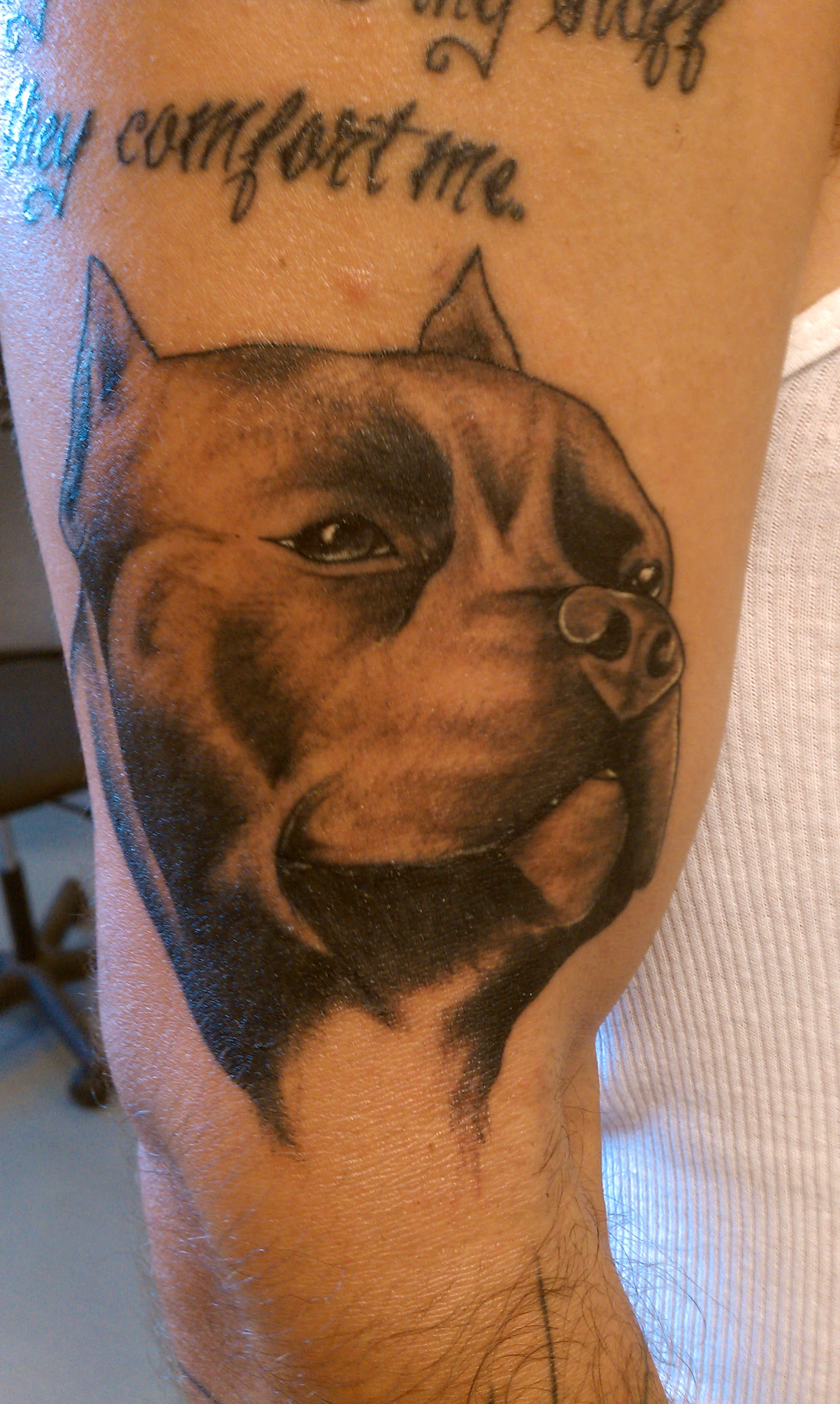 pit bull