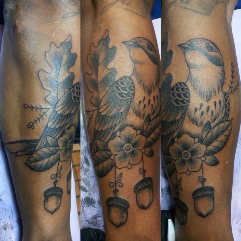 acorn bird