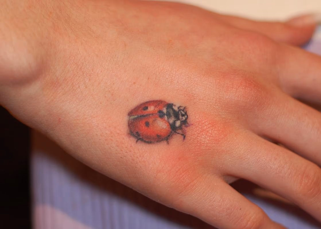 Ladybug