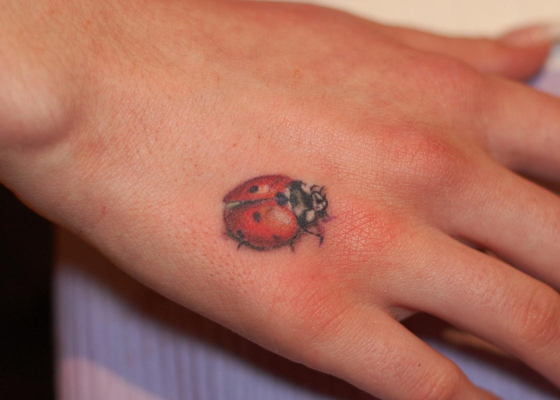 Ladybug
