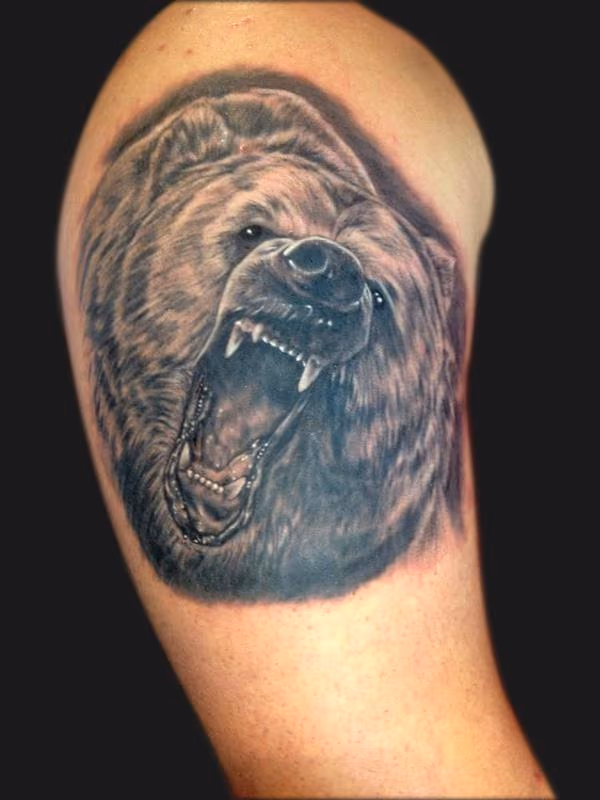 Bear illustration