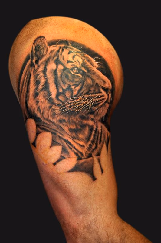 Tiger portrait