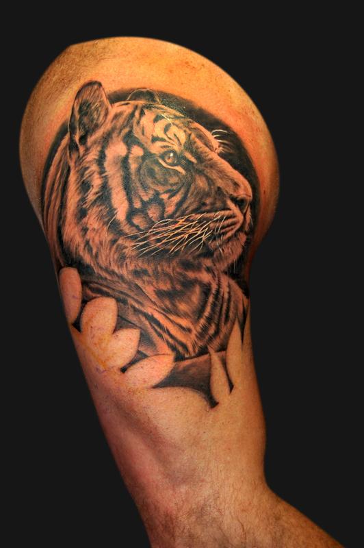 Tiger portrait