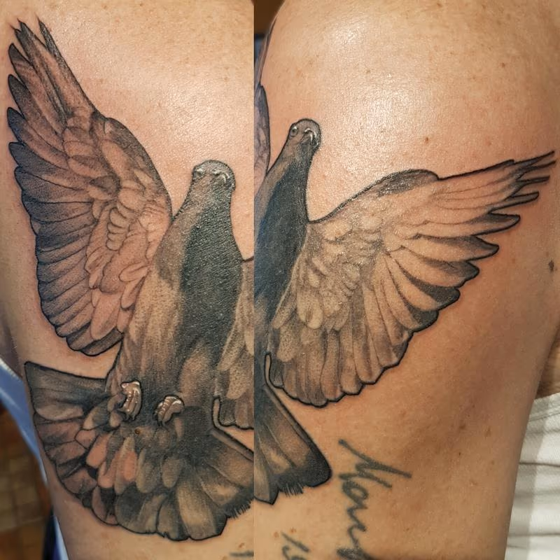 Pigeon