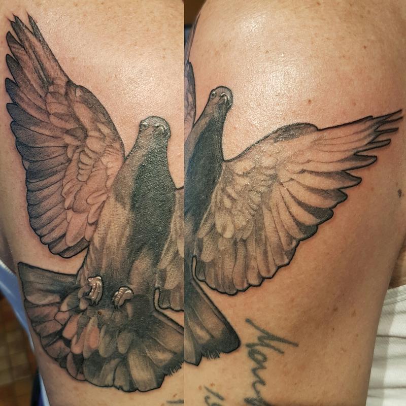 Pigeon