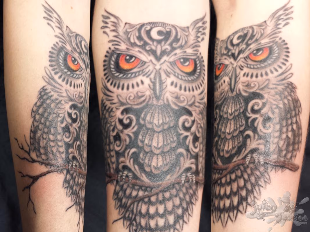 Owl