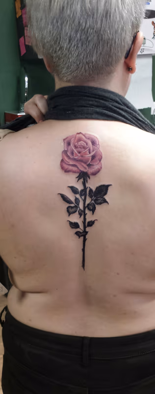 Rose in Color