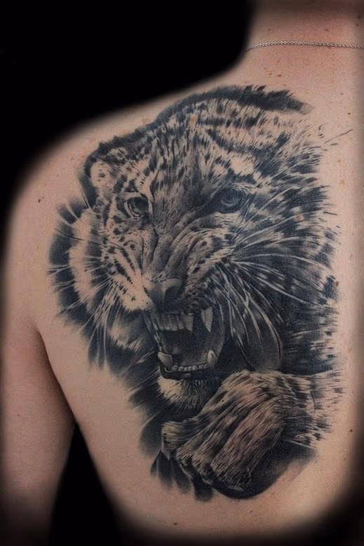 Tiger portrait