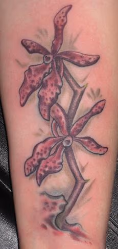 orchids