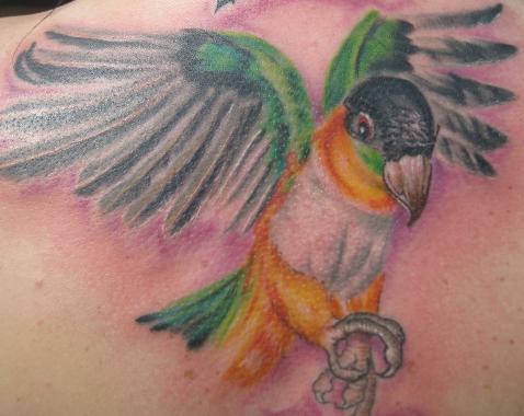 Black headed caique tattoo