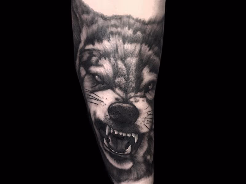 Snarling Wolf