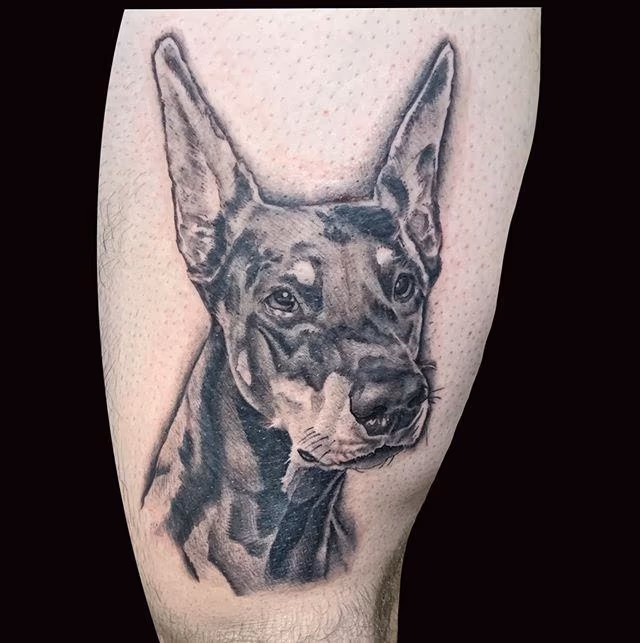 Doberman Pinscher