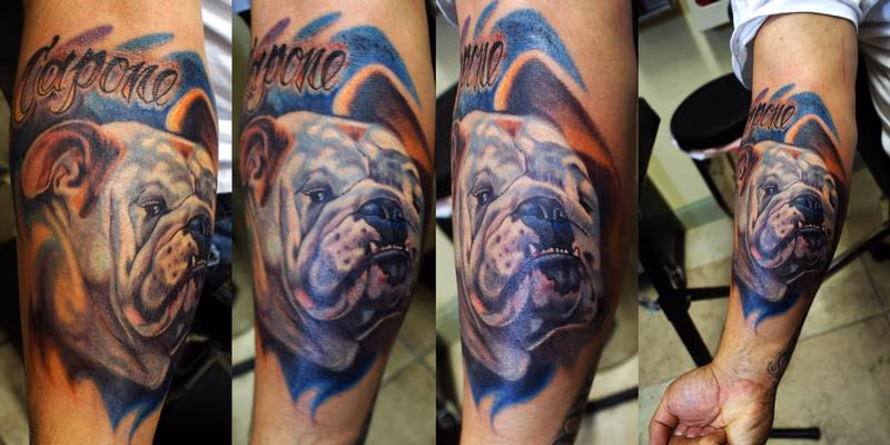 bulldog