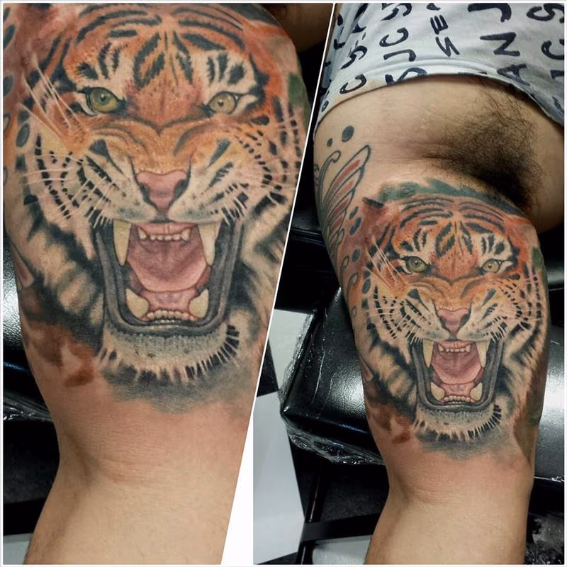 tiger ernesto nave