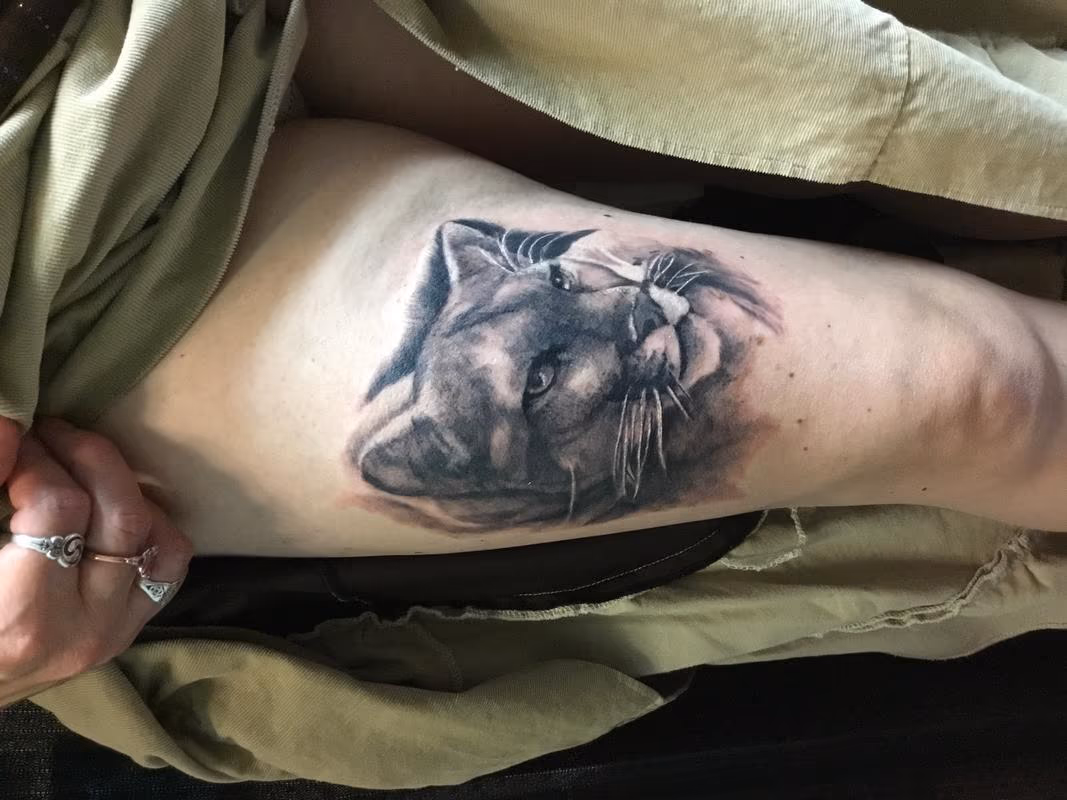 Mountain lion