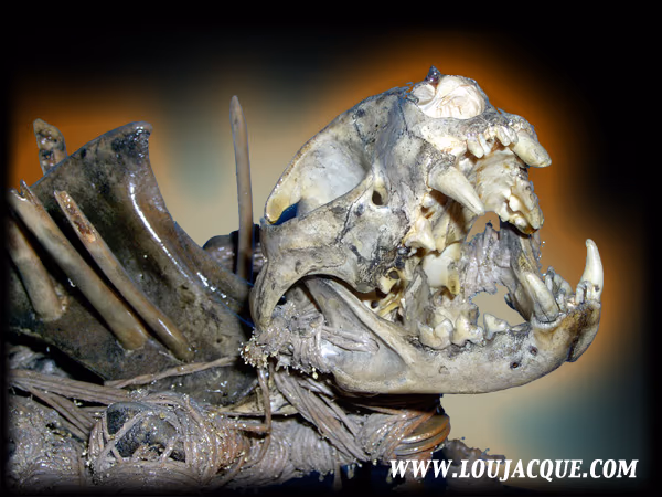 Bone Spider Close Up