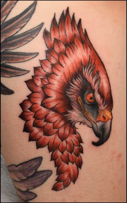 hawk