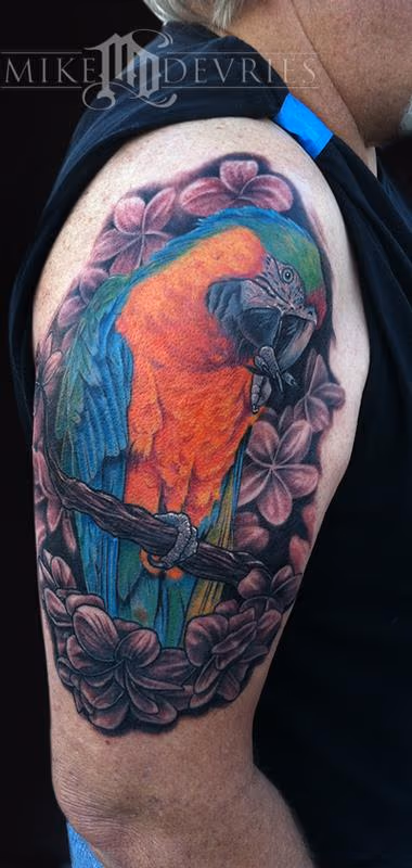 Catalina Macaw