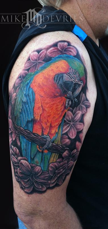 Catalina Macaw