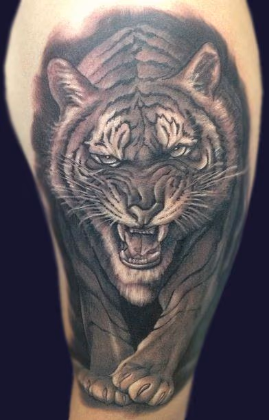 Black and Grey Tiger