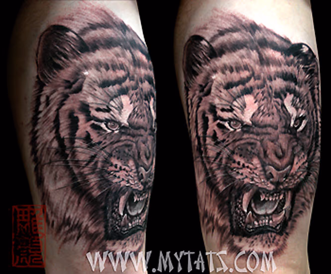 Black and Grey Tiger