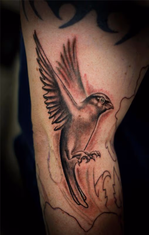 Black and grey sparrow