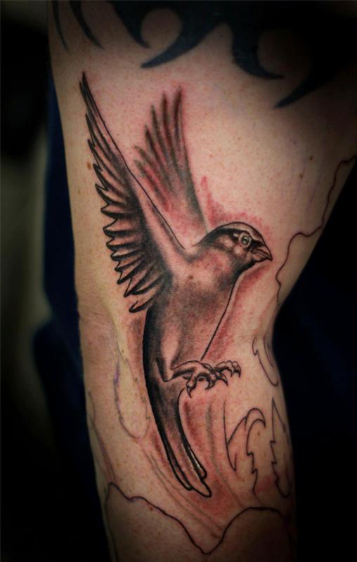 Black and grey sparrow